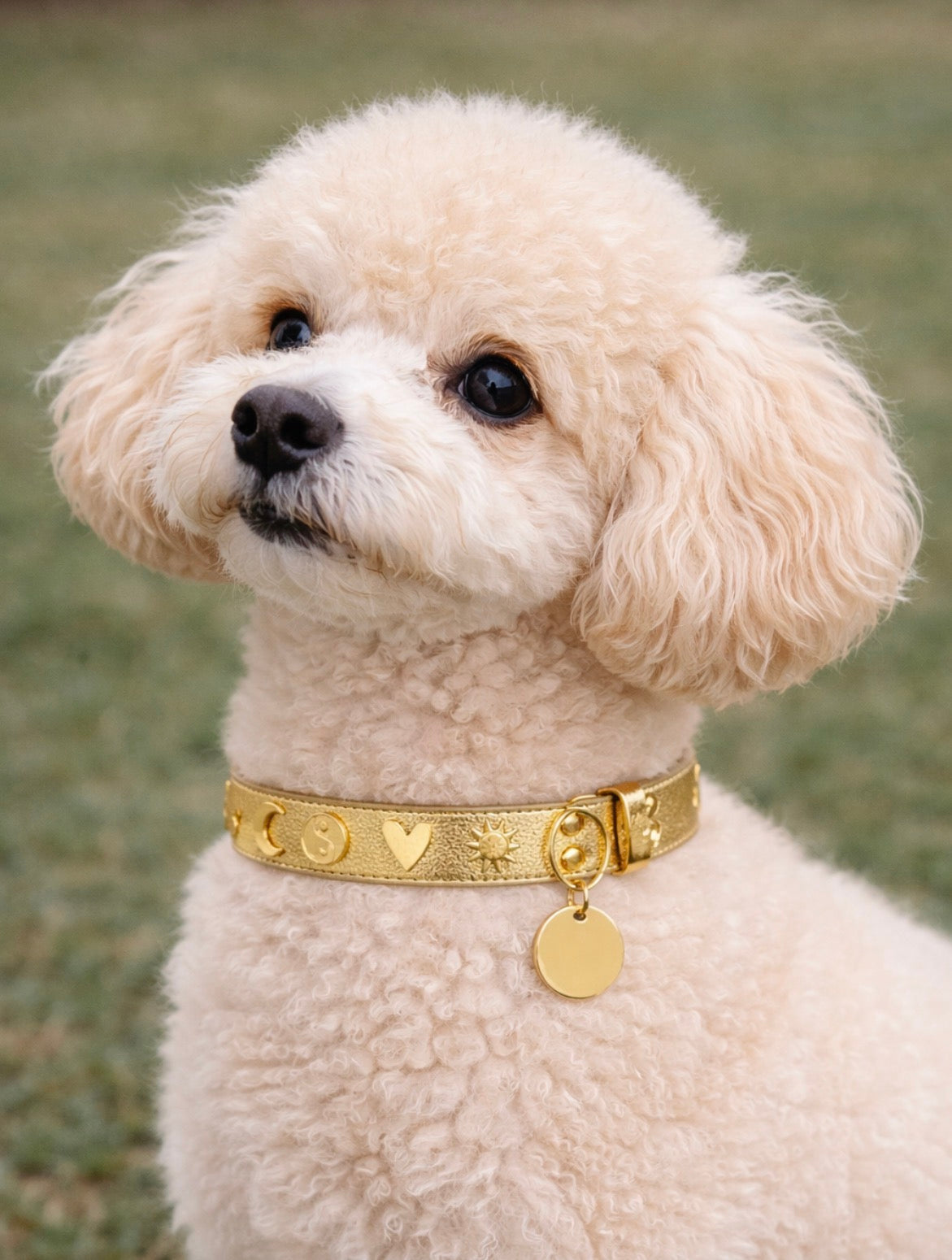 CALYSPO COLLAR IN GOLD
