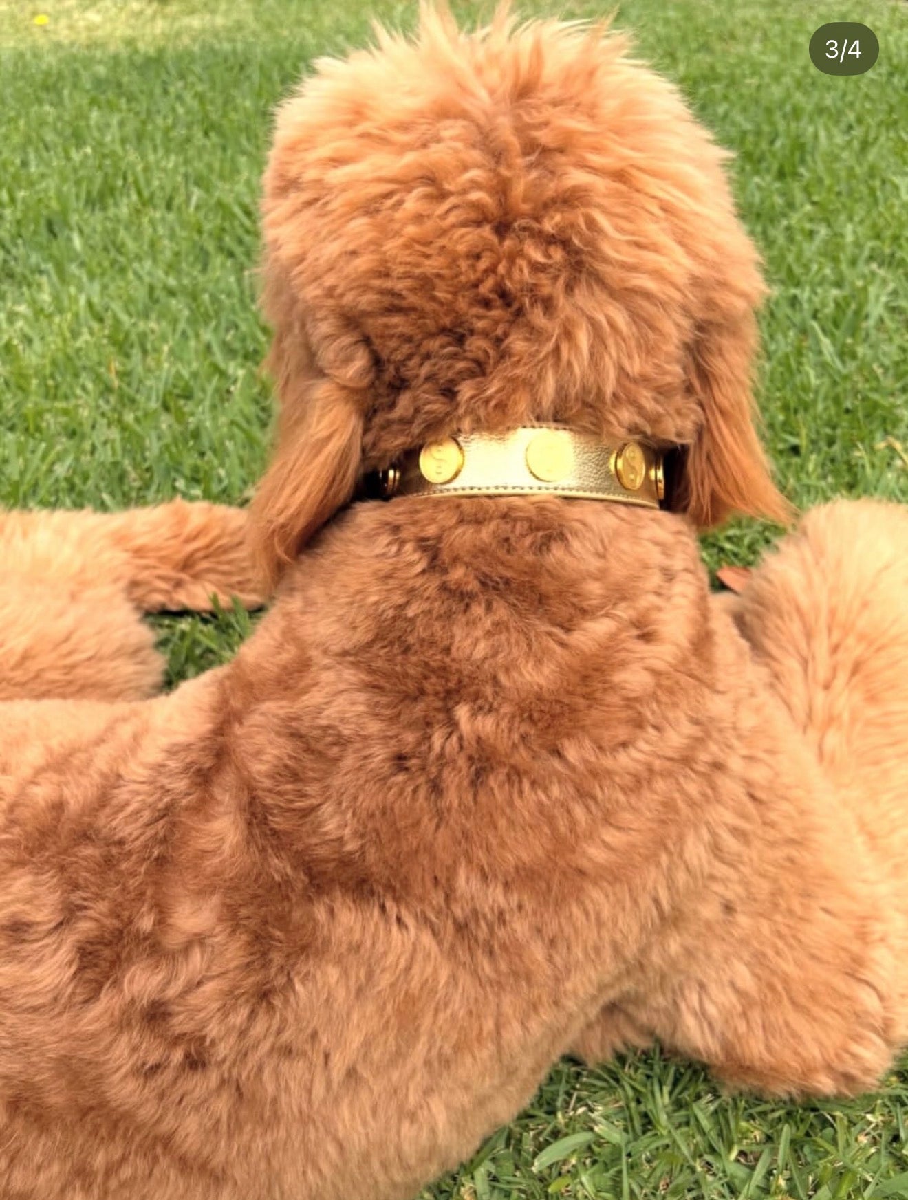 YING YANG COLLAR IN GOLD